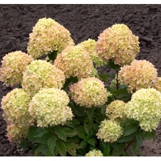 Hortenzija šluotelinė ( lot. Hydrangea paniculata) Little Lime