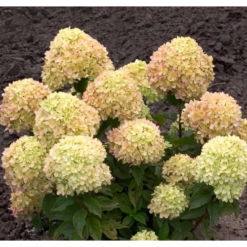 Hortenzija šluotelinė ( lot. Hydrangea paniculata) Little Lime