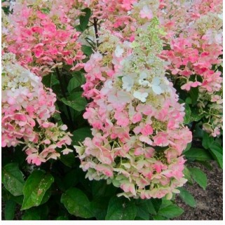 Hortenzija šluotelinė ( lot. Hydrangea paniculata) Candlelight