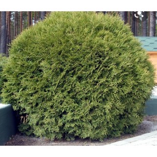 Tuja vakarinė ( lot. Tuja occidentalis) Globosa