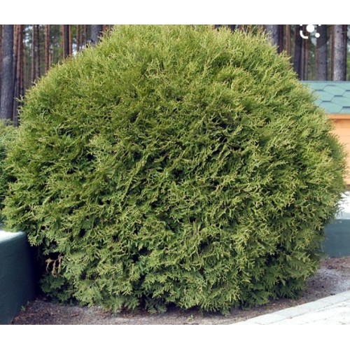 Tuja vakarinė ( lot. Tuja occidentalis) Globosa