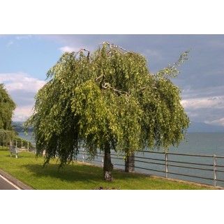 Beržas karpotasis ( lot. Betula pendula) Youngii
