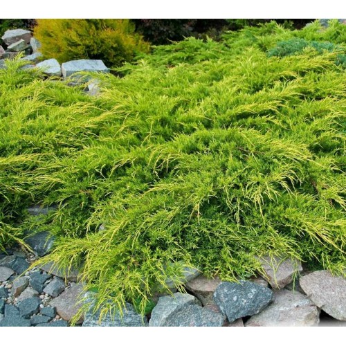 Kadagys tarpinis ( lot. Juniperus media)  Pfitzeriana Aurea
