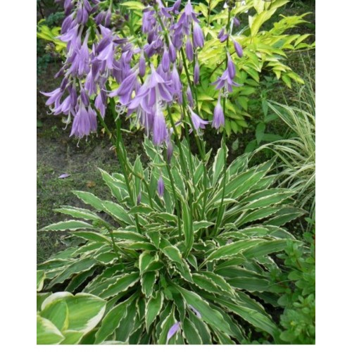 Melsvė ( lot. Hosta) Stilleto