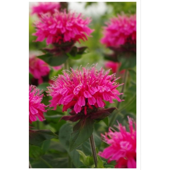 Monarda raudonoji ( lot. Monarda didyna) Pink Lace