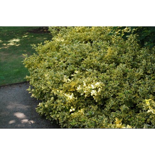 Ožekšnis fortūno ( lot. Euonymus fortunei) Emerald n Gold