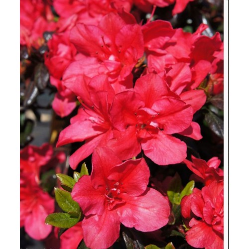 Azalija japoninė  ( lot. Azalea japonica) Maruschka