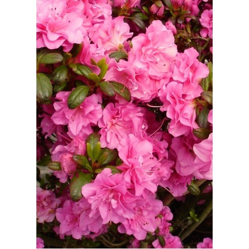 Azalija japoninė  ( lot. Azalea japonica) Petticoat