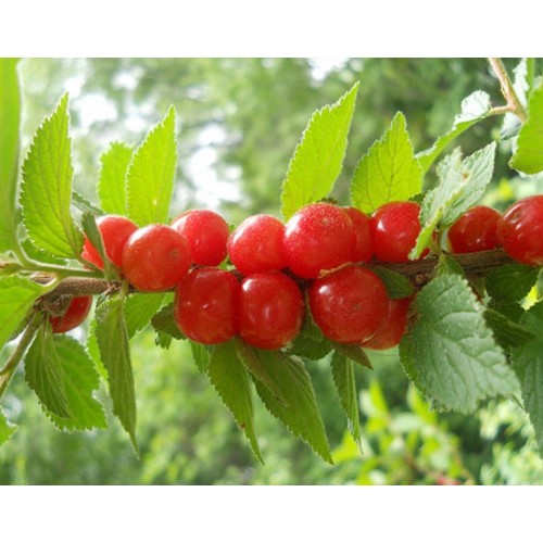 Vyšnia pūkuotoji ( lot.Cerasus tomentosa) 