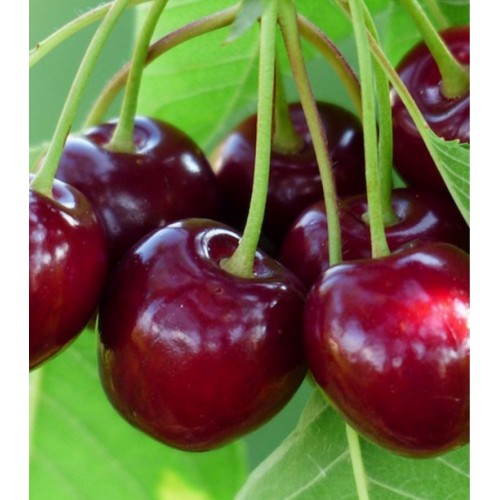 Vyšnia ( lot.Prunus cerasus) Pandy