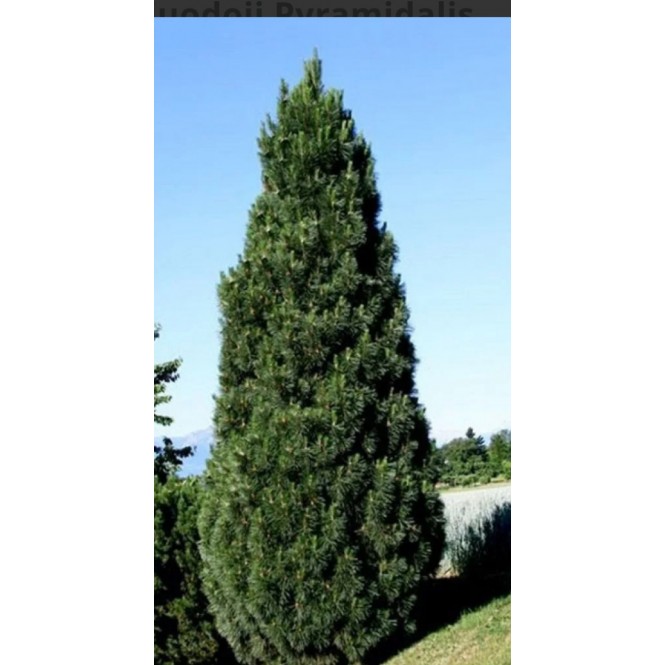 Pušis juodoji (lot. Pinus nigra ) Pyramydalis
