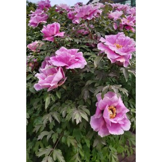 Bijūnas medejantis ( lot. peonia suffruticosa)