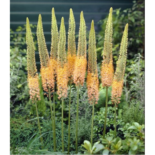 Eremuras  (lot.Eremurus ) Cleopatra