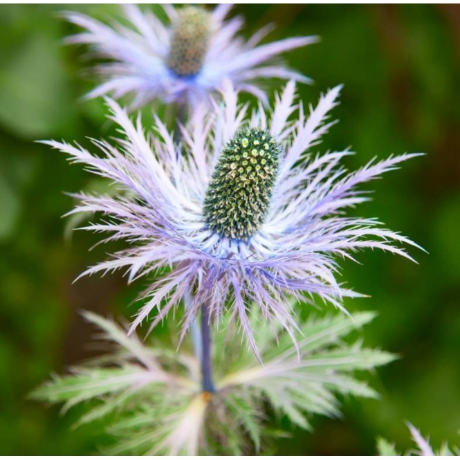 Zunda alpinė ( lot. Eryngium alpinum) Blue Star