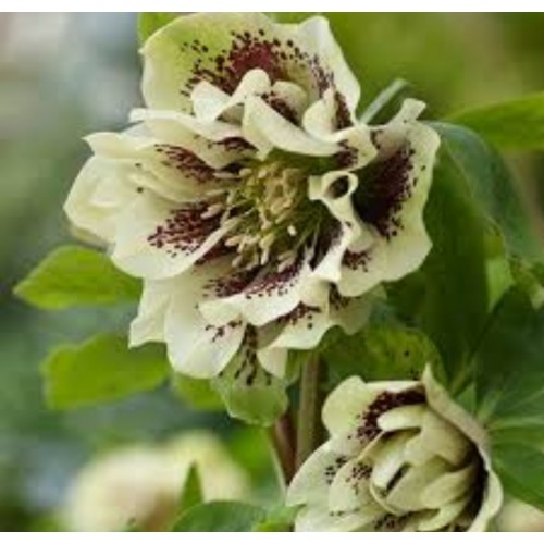 Eleboras rausvažiedis  ( lot. Helleborus orientalis) Double Elen Yellow Spotted