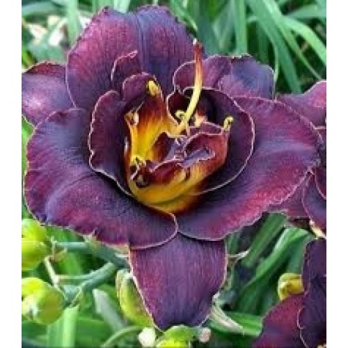 Viendienė  (lot.Hemerocallis )Woodoo Dancer