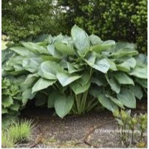 Melsvė ( lot. Hosta) Express Wu