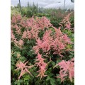 Astilbė (lot. Astilbe hybr) Strausenfedder