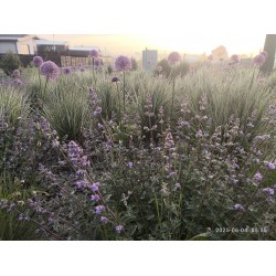 Kas yra tinginio sodas? Kaip susikurti mažai priežiūros reikalaujantį sodą Lietuvoje