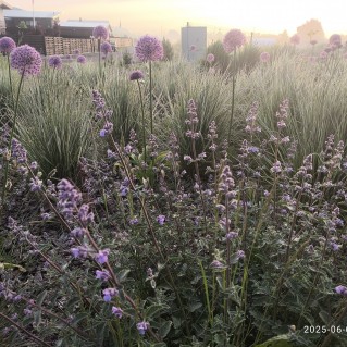 Kas yra tinginio sodas? Kaip susikurti mažai priežiūros reikalaujantį sodą Lietuvoje