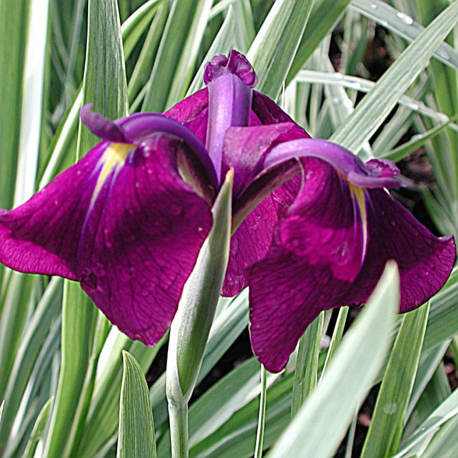 Vilkdalgis japoninis (lot. Iris ensata) Variegata