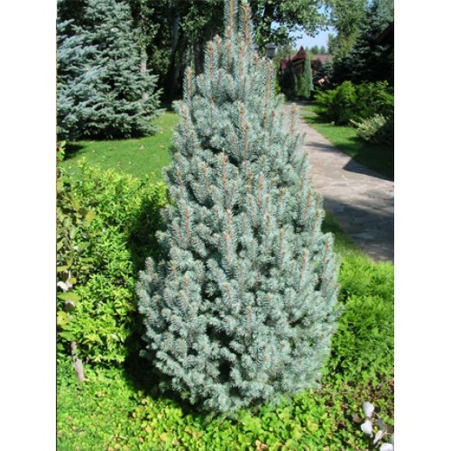 Eglė dygioji ( lot. Picea pungens ) Iseli Fatigiate