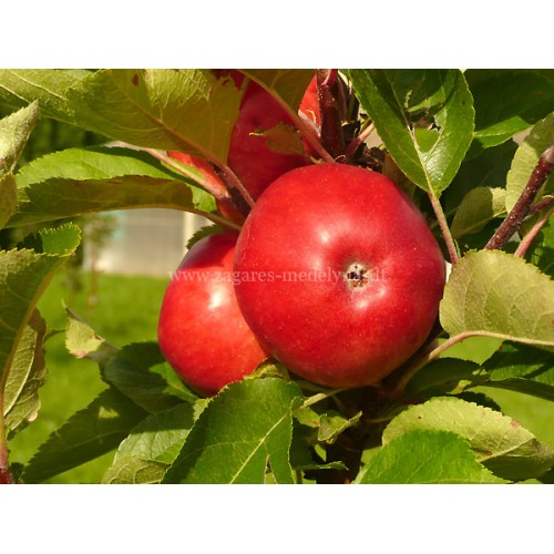 Obelis koloninė žieminė ( lot. Malus domestica)  Ilma