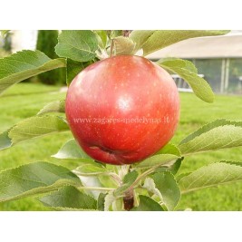 Obelis koloninė rudeninė ( lot. Malus domestica) Inese