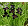 Vilkdalgis (lot. Iris louisiana) Black Gamecock