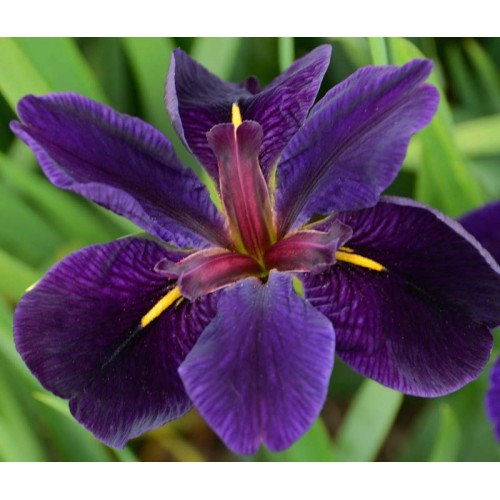 Vilkdalgis (lot. Iris louisiana) Black Gamecock