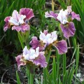 Vilkdalgis sibirinis  (lot. Iris sibirica ) Painted Woman