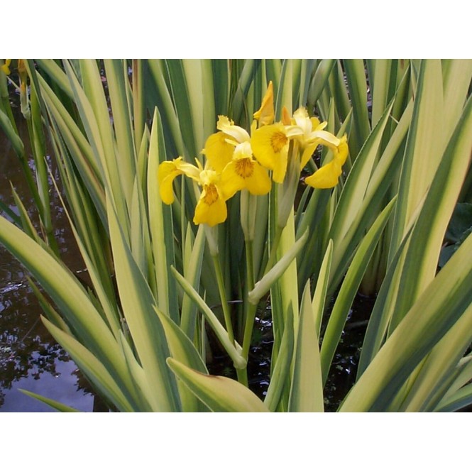 Vilkdalgis  (lot. Iris pseudocarpus) Variegata