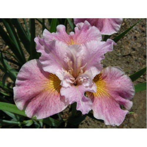 Vilkdalgis sibirinis  (lot. Iris sibirica ) Peacock Butterfly Fancy Me This