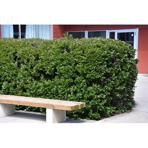 Kaulenis žvilgusis( lot. Cotoneaster lucidus)