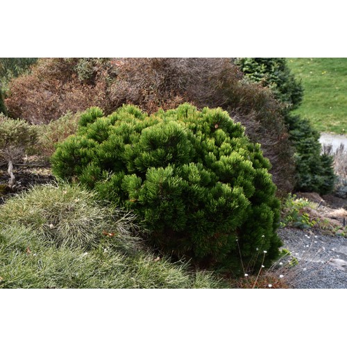 Pušis baltažievė ( lot. Pinus leucodermis )  Smidtii