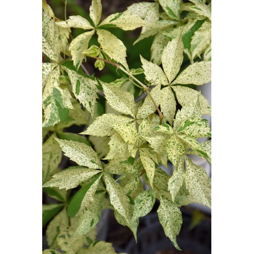 Vinvytis penkialapis ( lot.Parthenocissus quinq.)  Star Showers