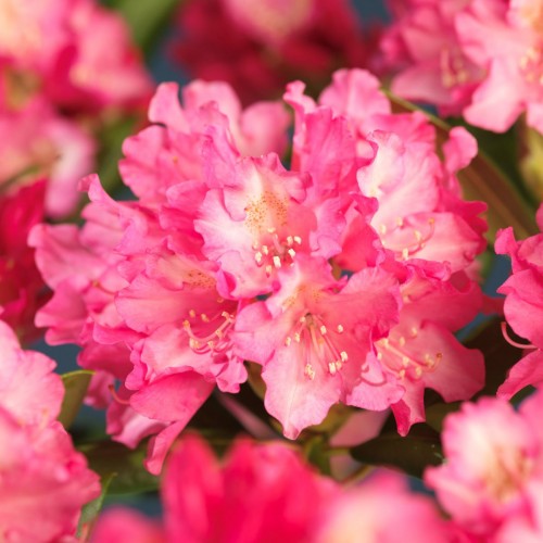 Rododendras jakušimaninis ( lot. Rhododendron yakushimanimum) Kalinka