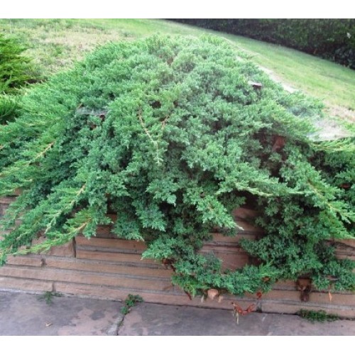 Kadagys šliaužiantysis( lot. Juniperus procumbers)  Nana