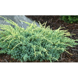 Kadagys žvynuotasis ( lot. Juniperus squamata)  Holger