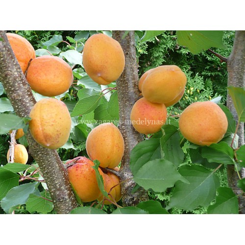 Abrikosas ( lot.Prunus armeniaca) Kaunas