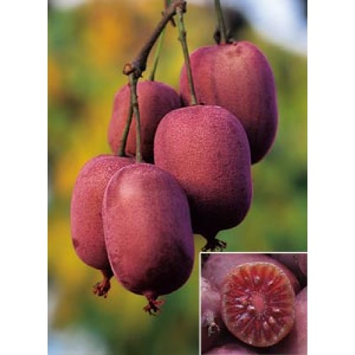 Aktinidija smailialapė ( lot. Actinidia arguta) Ken's Red  (moteriška)