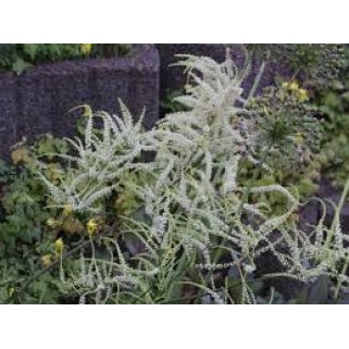 Arunkas  (lot.Aruncus dioicus)  Kneiffi