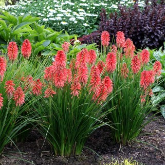 Knipofija (lot. Kniphofia uvaria) Poco Red