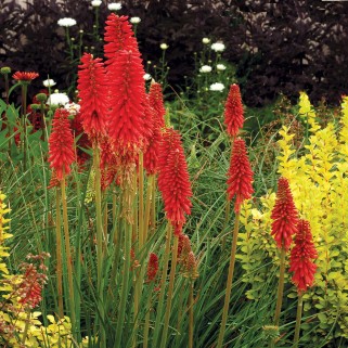 Knipofija (lot. Kniphofia uvaria) Redhot  Popsicle 