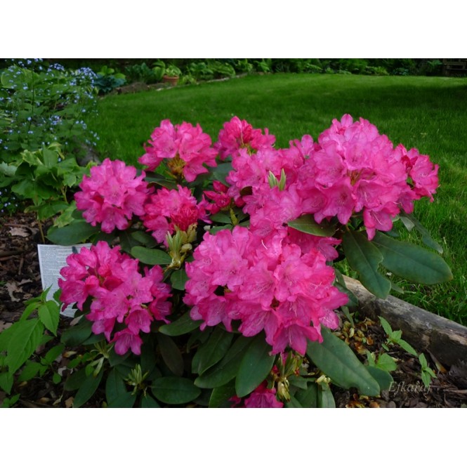 Rododendras ( lot. Rhododendron) Krolowa Bona/Royal Candy
