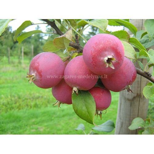 Obelis  Krebas ( lot. Malus domestica) Kuku