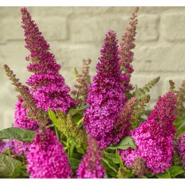 Budlėja ( lot. Buddleja davidii) Butterfly Candy Little Cerise