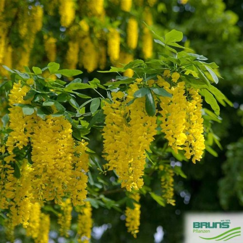 Pupmedis ( lot. Laburnum anagyroides)