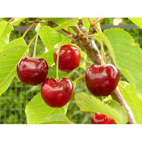 Trešnė ( lot.Prunus avium ) Lapins