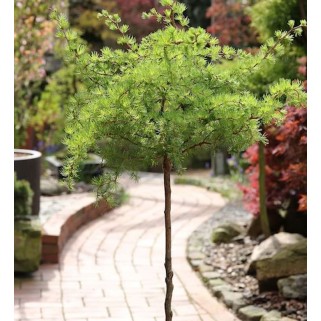 Maumedis japoninis ant koto( lot. Larix kaempferi) Diana
